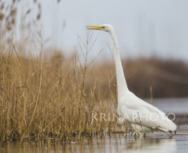 Great Egret in the lake of the Roman coast in Italy