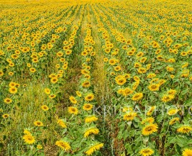 Sunflowers - Nepi - Italy