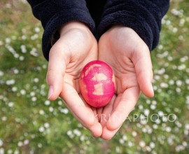 Easter and gift concept. Female hands offering a fuchsia-colored egg with a field of daisies in the background.