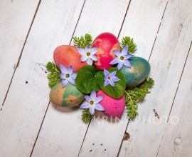 The joy of Easter and springtime. Coloured eggs with Spring Starflowers and violet leafs on a shabby chic background.