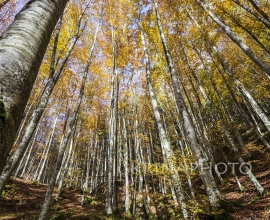 Autumn in the Foreste Casentinesi National Park in Italy.