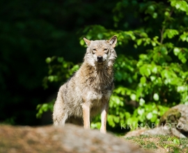 Wolf in the forest in Bavaria, Germany.